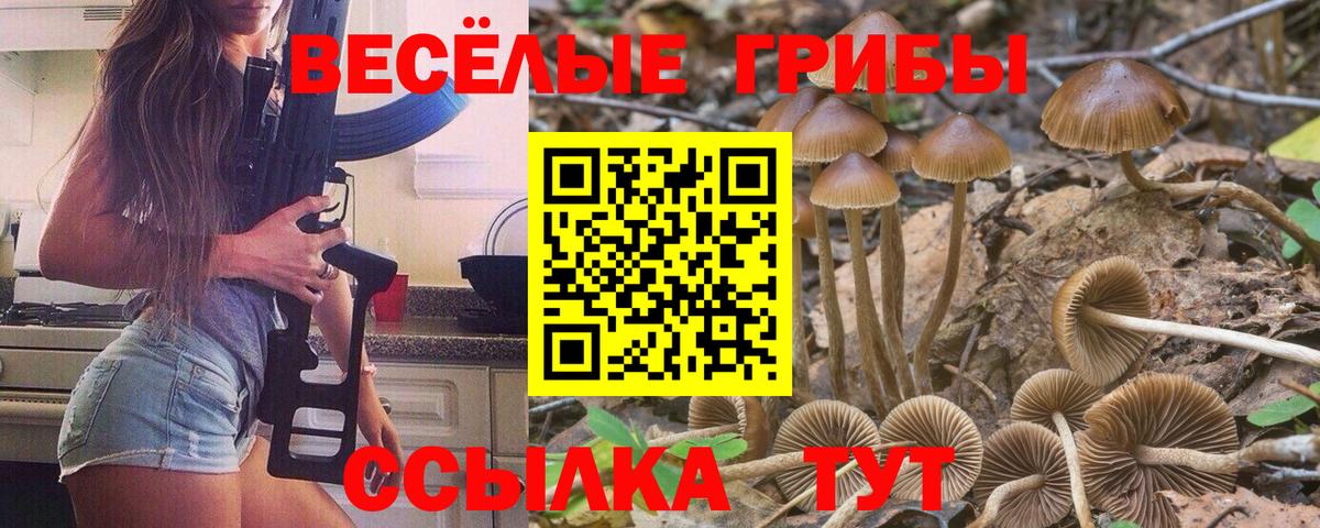 Псилоцибиновые грибы GOLDEN TEACHER Новозыбков