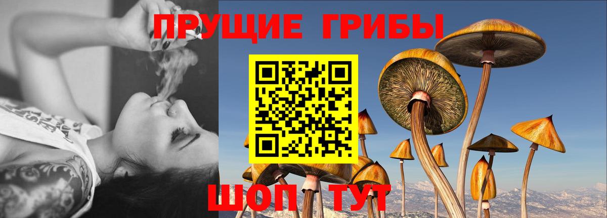 Новозыбков  Галлюциногенные грибы MAGIC MUSHROOMS  Вход с VPN 